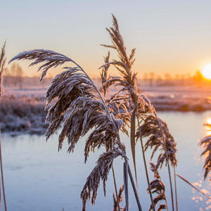 Winter - fotowedstrijd by Lia Altink, Het Overveen - Rijssen (NL)