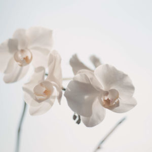 lente fotowedstrijd _na_wk_11_white_orchid